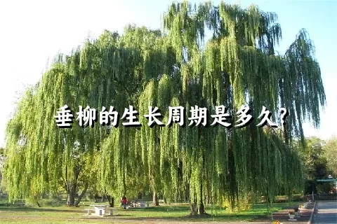 垂柳的生长周期是多久？