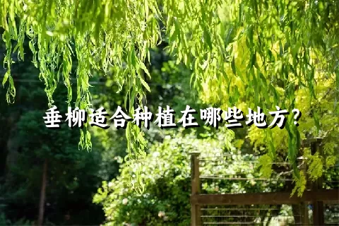 垂柳适合种植在哪些地方？