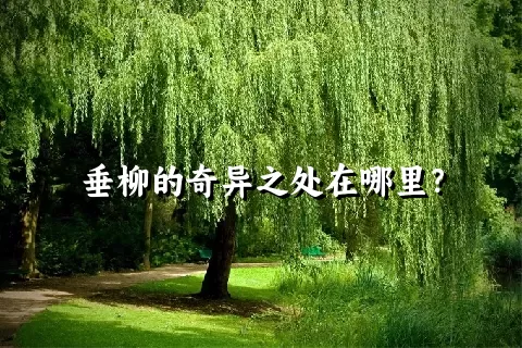 垂柳的奇异之处在哪里？