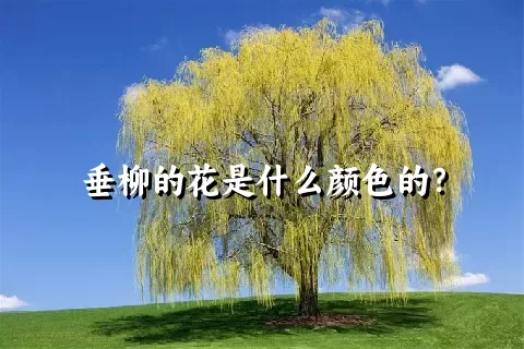 垂柳的花是什么颜色的？