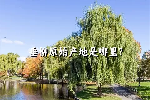 垂柳原始产地是哪里？