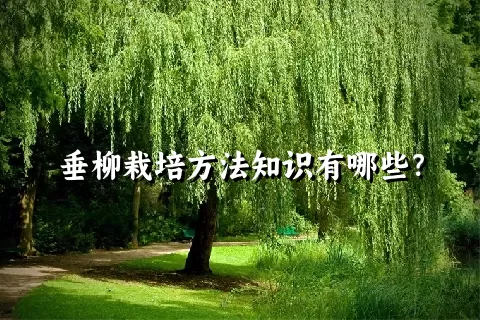 垂柳栽培方法知识有哪些？