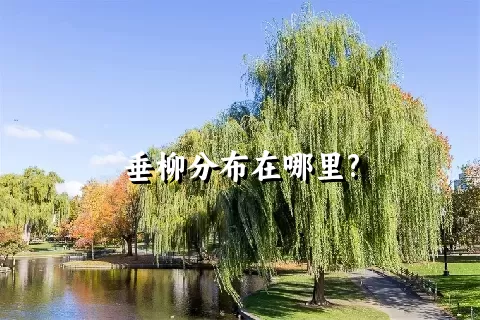 垂柳分布在哪里?