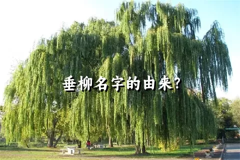 垂柳名字的由来？