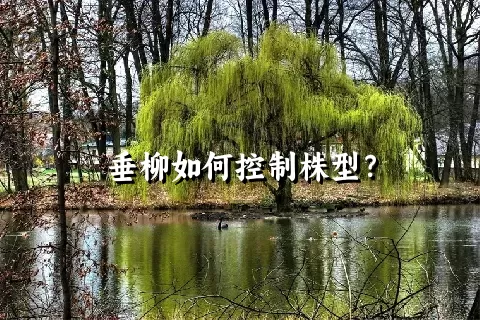 垂柳如何控制株型？