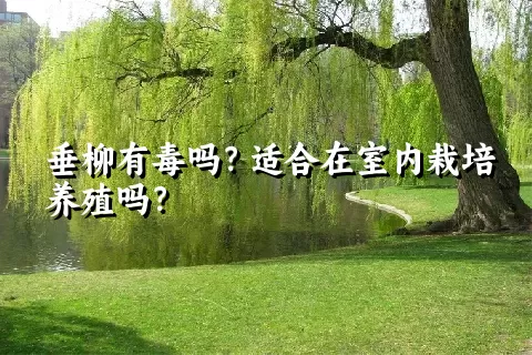 垂柳有毒吗？适合在室内栽培养殖吗？