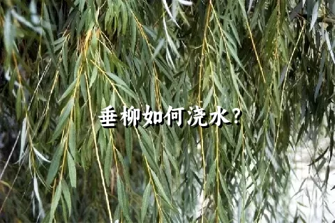 垂柳如何浇水？