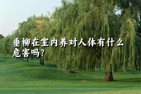 垂柳在室内养对人体有什么危害吗？
