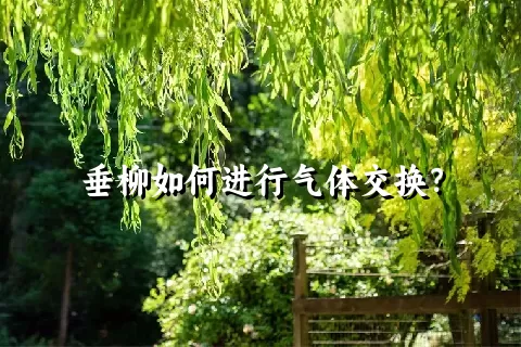 垂柳如何进行气体交换？