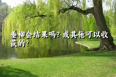 垂柳会结果吗？或其他可以收获的？