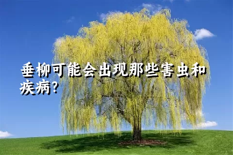 垂柳可能会出现那些害虫和疾病？