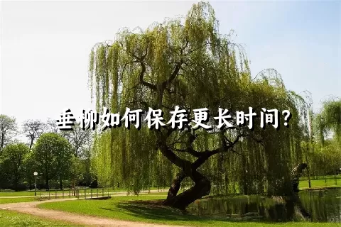 垂柳如何保存更长时间？