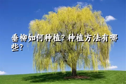 垂柳如何种植？种植方法有哪些？