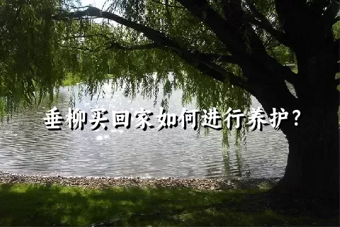垂柳买回家如何进行养护？