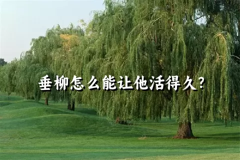 垂柳怎么能让他活得久？