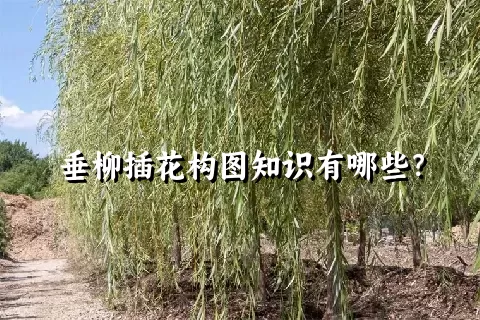 垂柳插花构图知识有哪些？