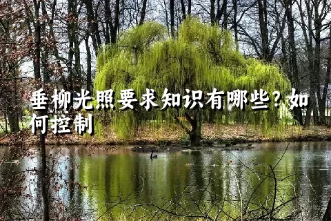 垂柳光照要求知识有哪些？如何控制