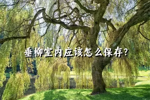 垂柳室内应该怎么保存？