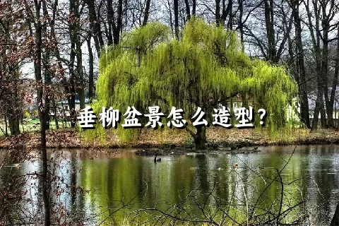 垂柳盆景怎么造型？