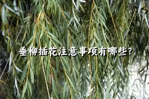 垂柳插花注意事项有哪些？