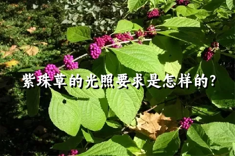 紫珠草的光照要求是怎样的？