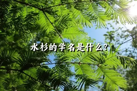 水杉的学名是什么？