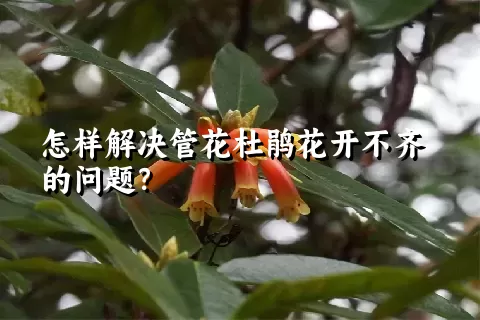 怎样解决管花杜鹃花开不齐的问题？