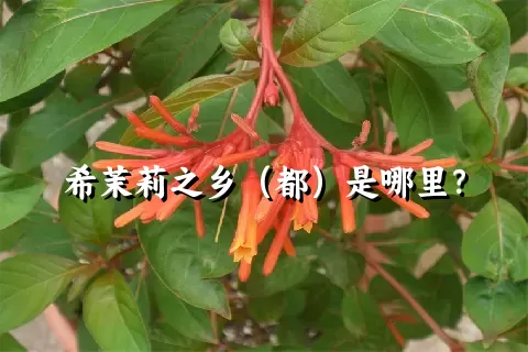 希茉莉之乡（都）是哪里？