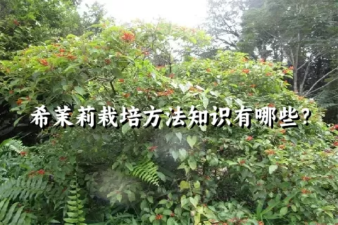 希茉莉栽培方法知识有哪些？