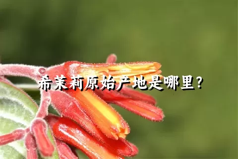 希茉莉原始产地是哪里？