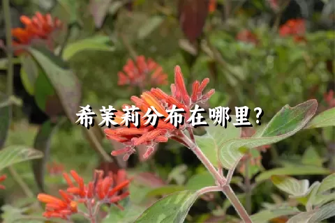 希茉莉分布在哪里?