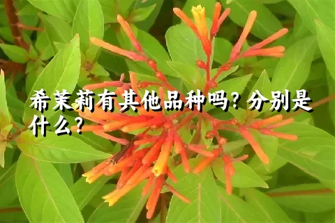 希茉莉有其他品种吗？分别是什么？