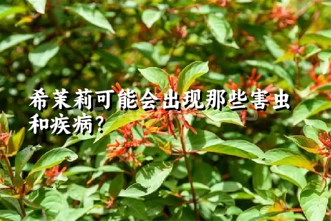 希茉莉可能会出现那些害虫和疾病？