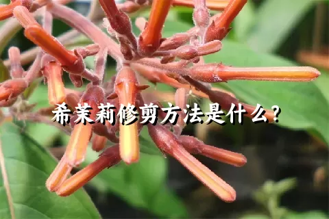 希茉莉修剪方法是什么？