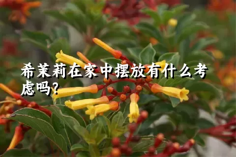 希茉莉在家中摆放有什么考虑吗？