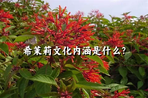 希茉莉文化内涵是什么？