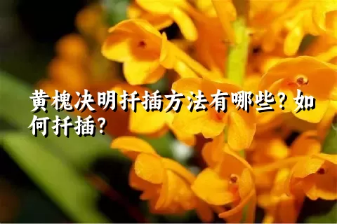 黄槐决明扦插方法有哪些？如何扦插？