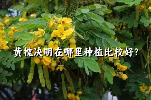 黄槐决明在哪里种植比较好？