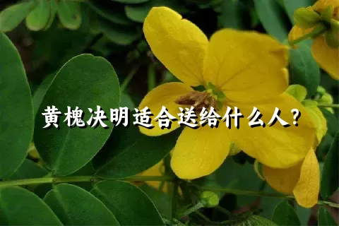 黄槐决明适合送给什么人？