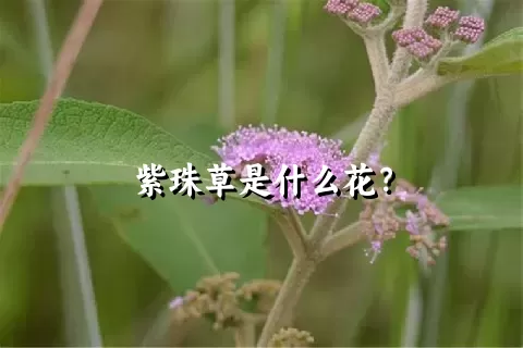 紫珠草是什么花？