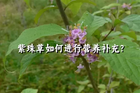 紫珠草如何进行营养补充？