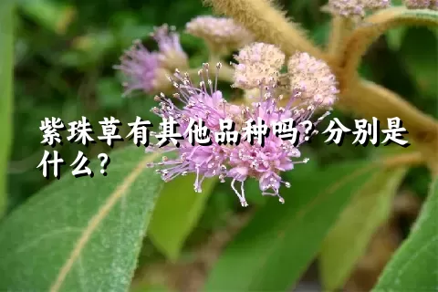 紫珠草有其他品种吗？分别是什么？