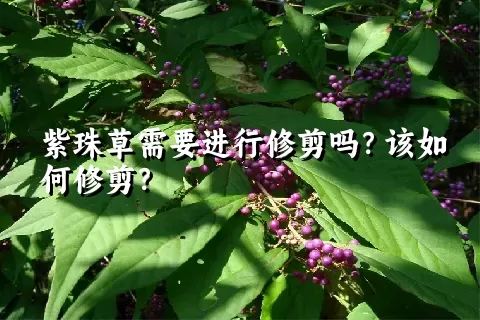 紫珠草需要进行修剪吗？该如何修剪？