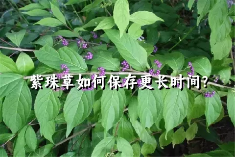 紫珠草如何保存更长时间？