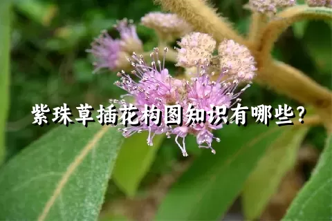 紫珠草插花构图知识有哪些？