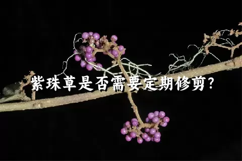 紫珠草是否需要定期修剪？