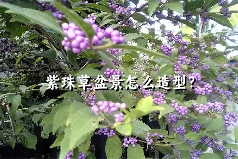 紫珠草盆景怎么造型？