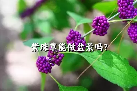 紫珠草能做盆景吗？