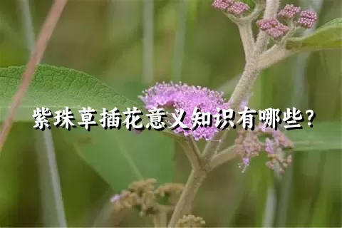紫珠草插花意义知识有哪些？
