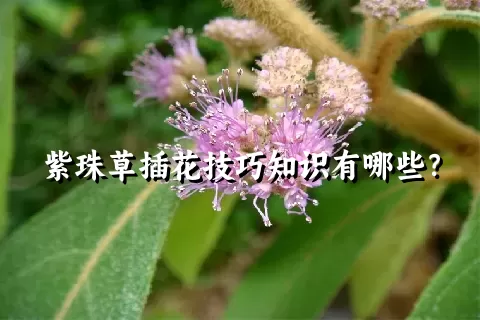 紫珠草插花技巧知识有哪些？